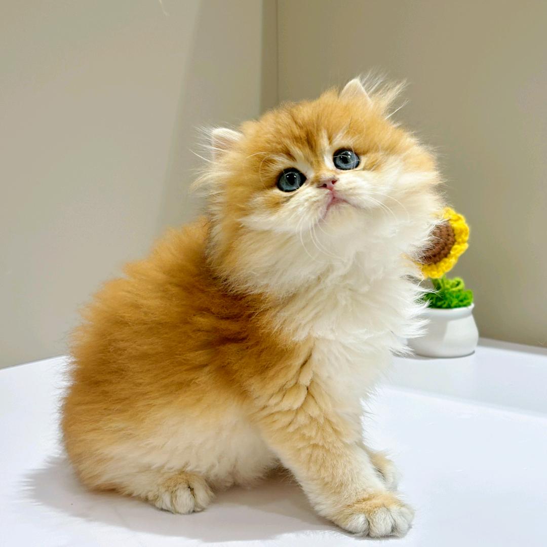 萌伴，是小杨同学