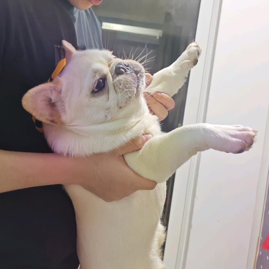 桑尼