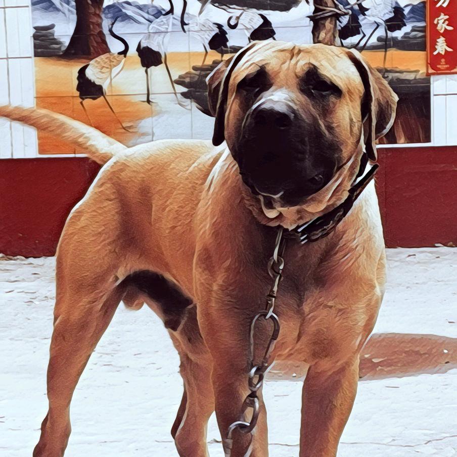 爱猛犬的阿哲
