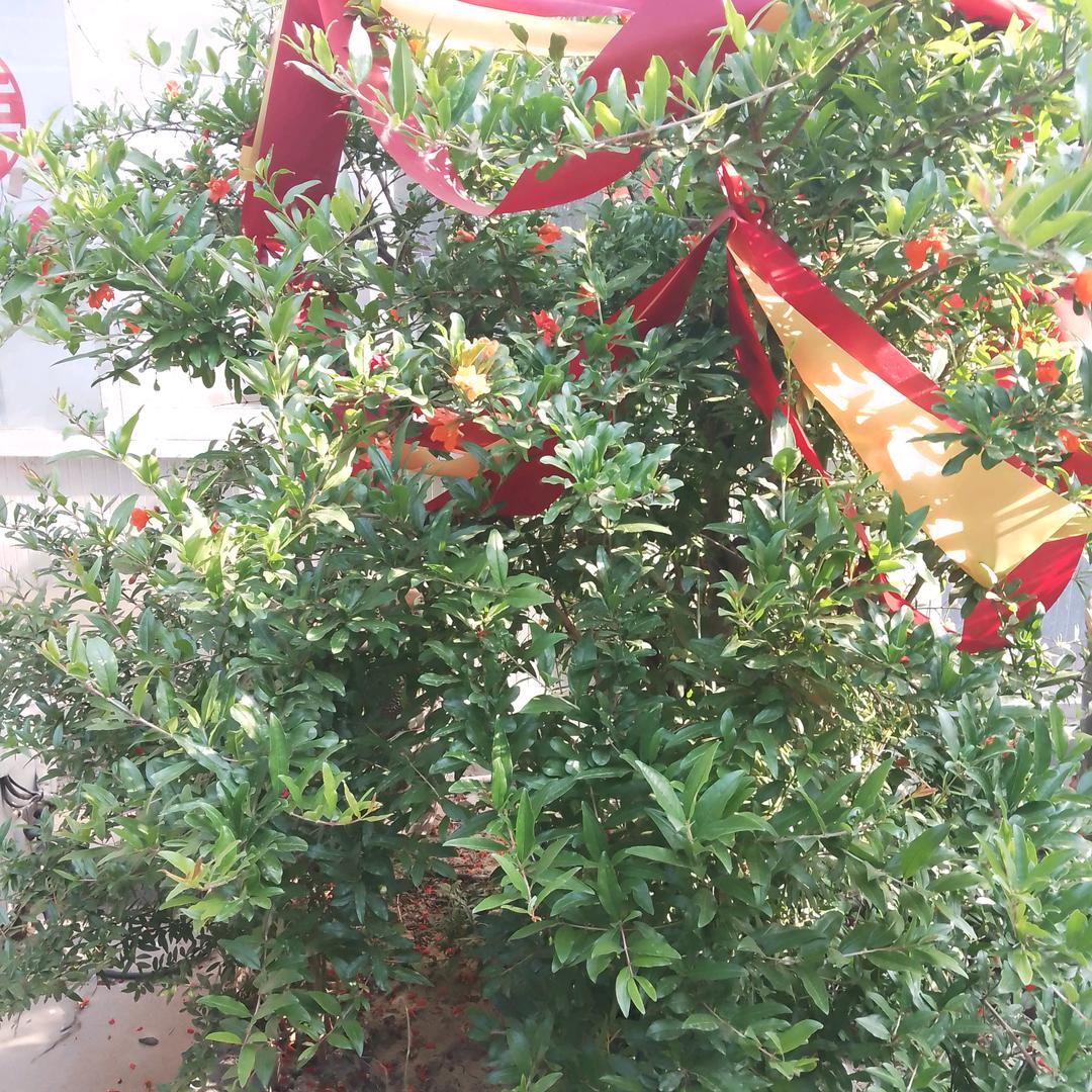 老杨洗车洒水，杀鸡鸭鹅