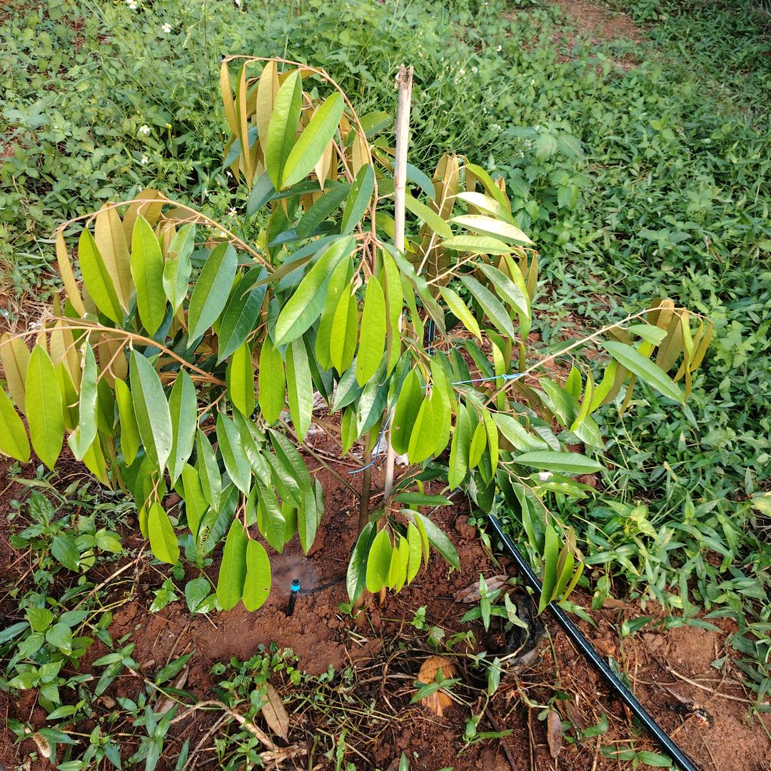海纳百川☞蕉傲未来