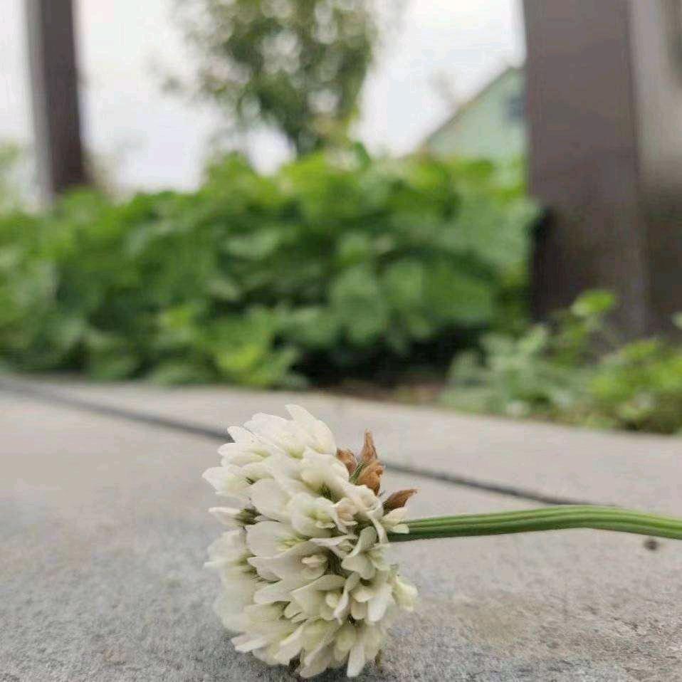 濯   清