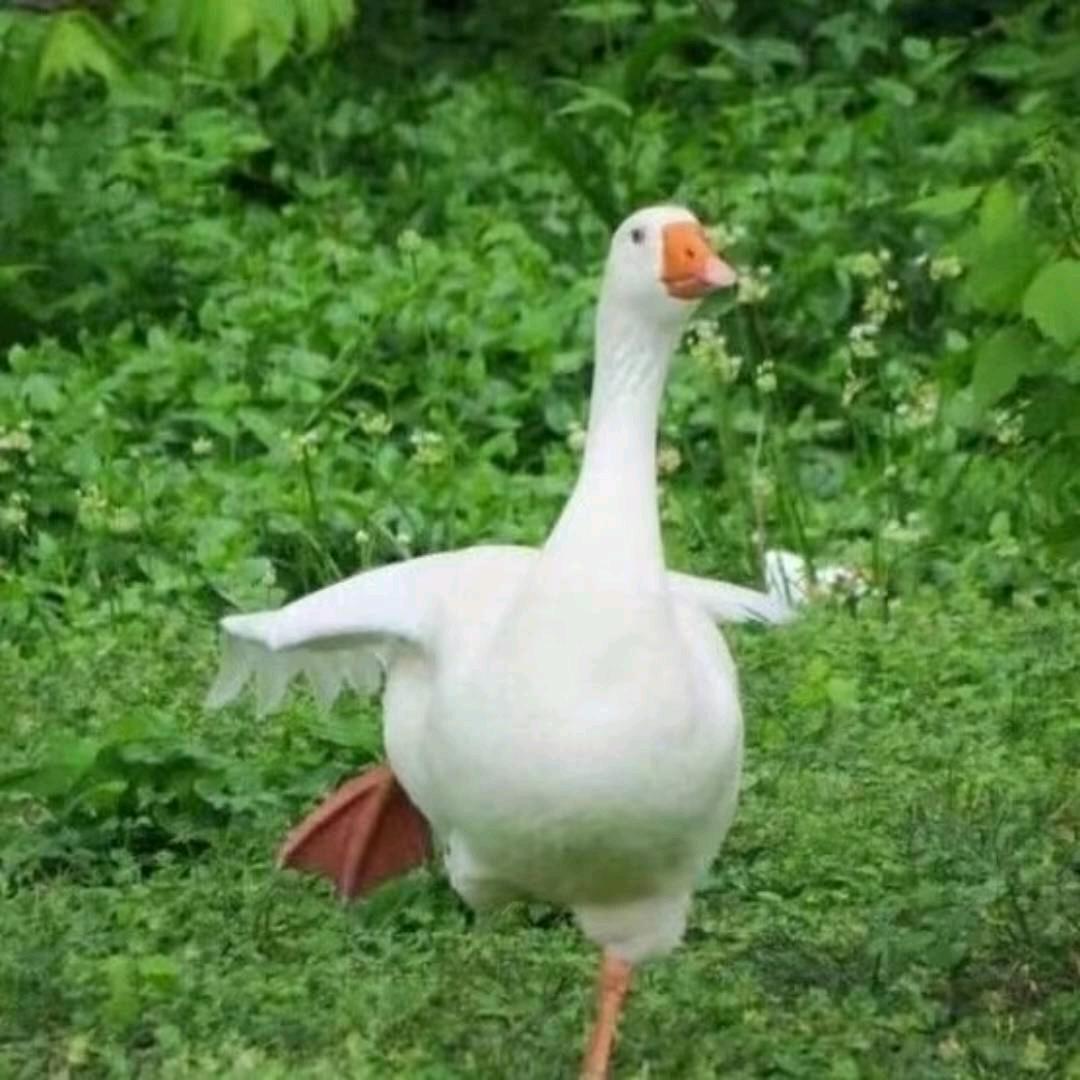 uui🎏