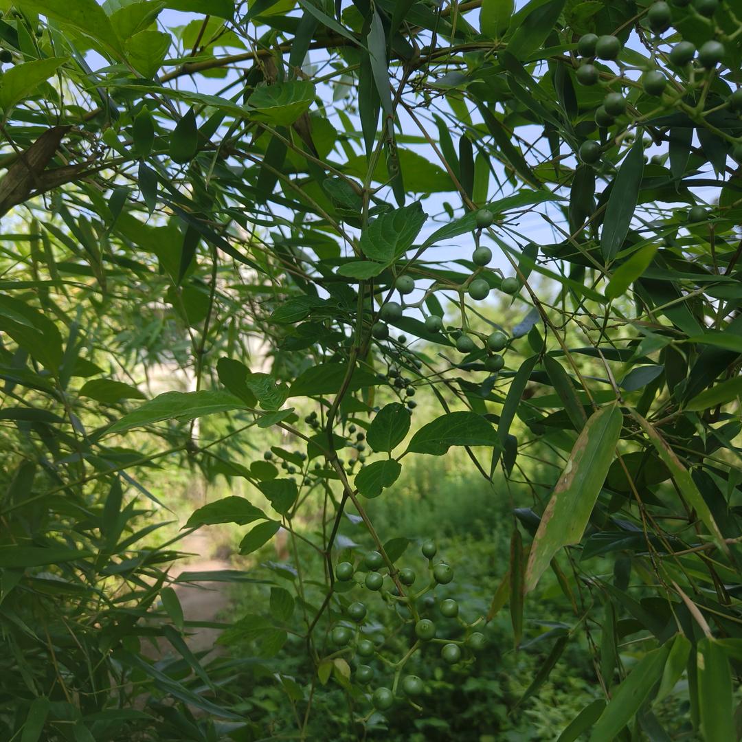 八月的糖