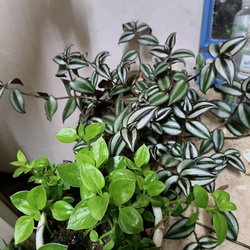 🌈夏天的雨🌈