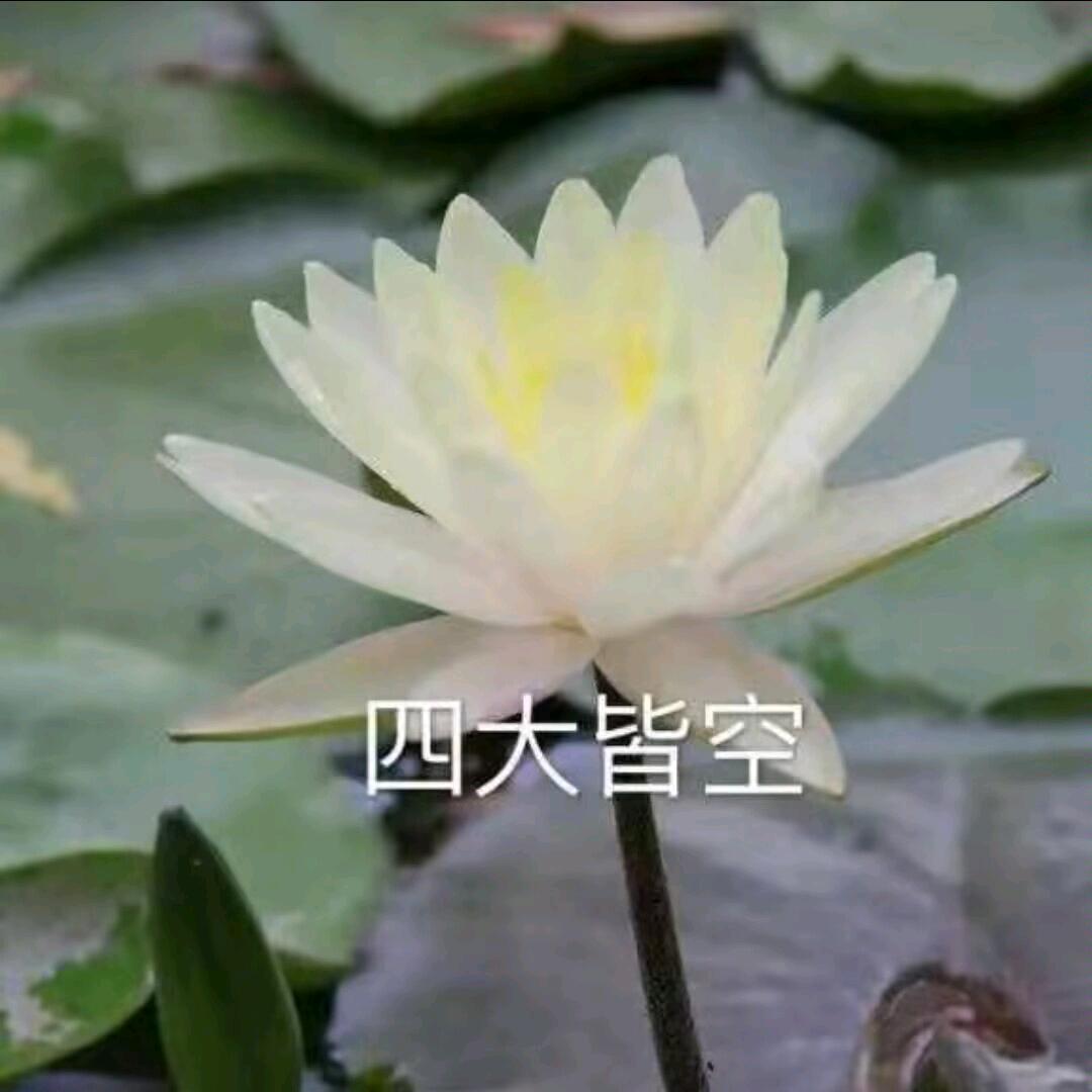 小狗不会晕呼呼
