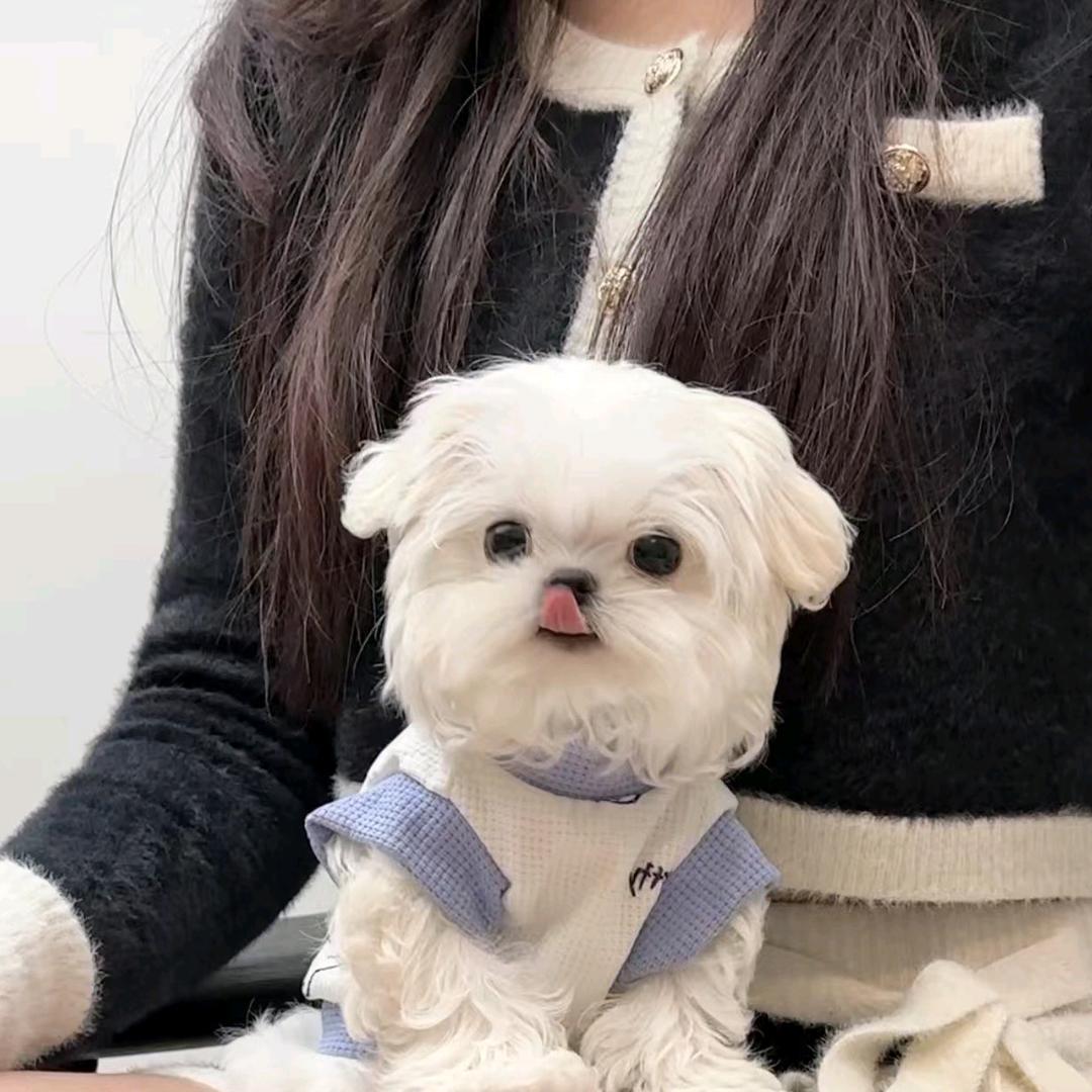 尼克家的马尔济斯