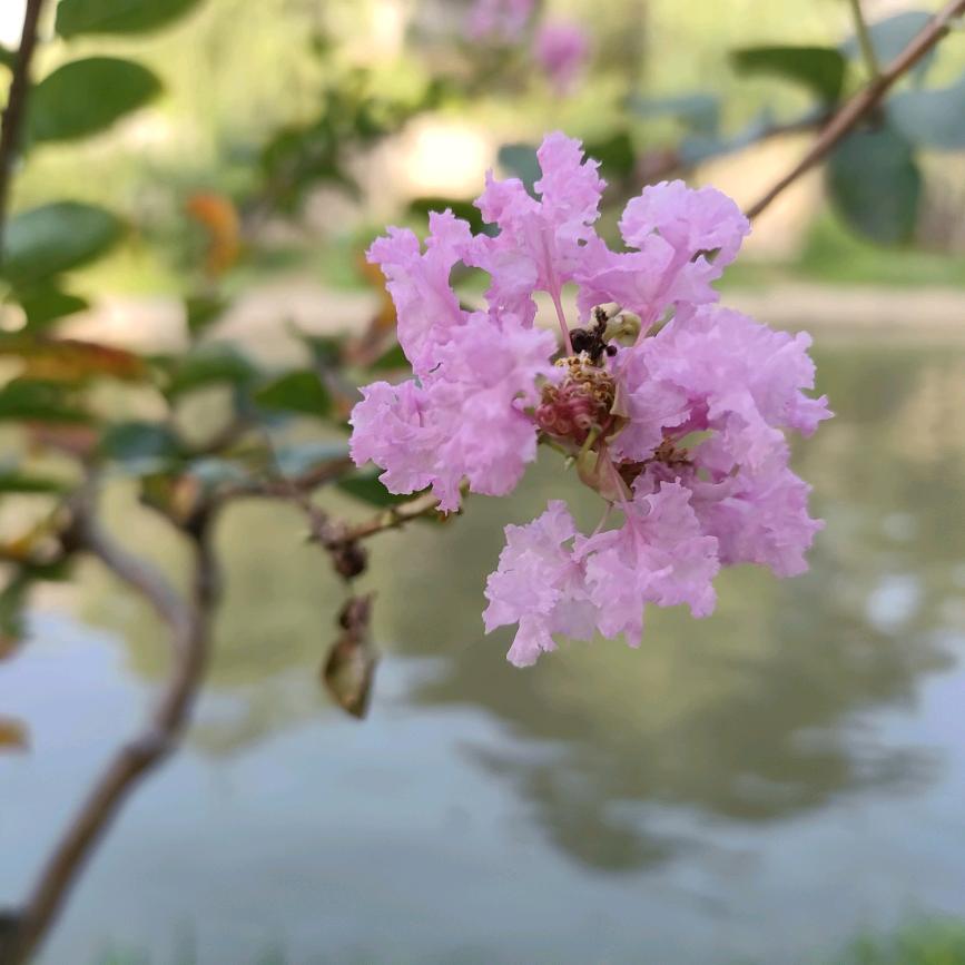 紫米饭团.养生粥