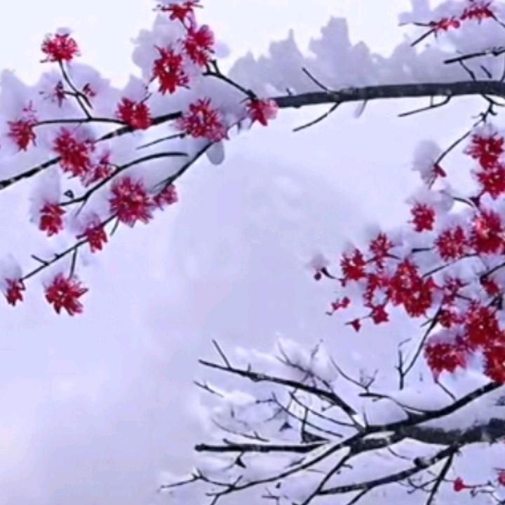 怒江州傈僳族，和珍英