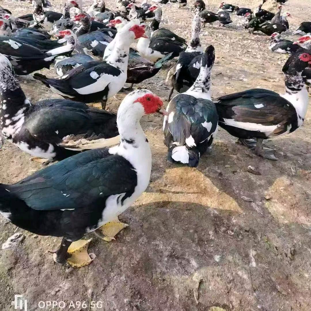 专业绍兴白脖老鸭，公司鸡