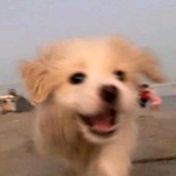 樹🌲