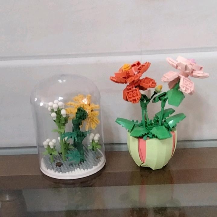 蝴蝶虾