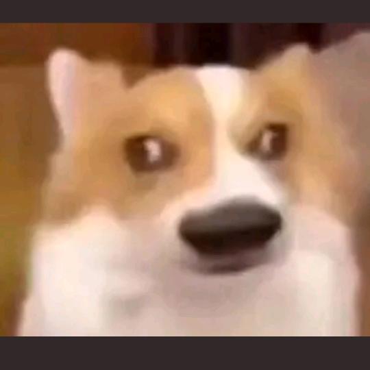 傻小狗🐕