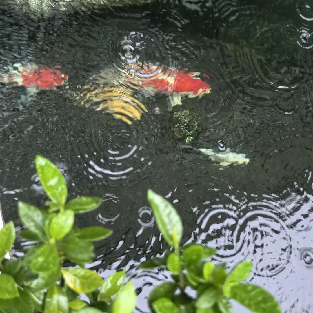 钰夫人🐠金钰锦鲤养殖技术文化产业基地