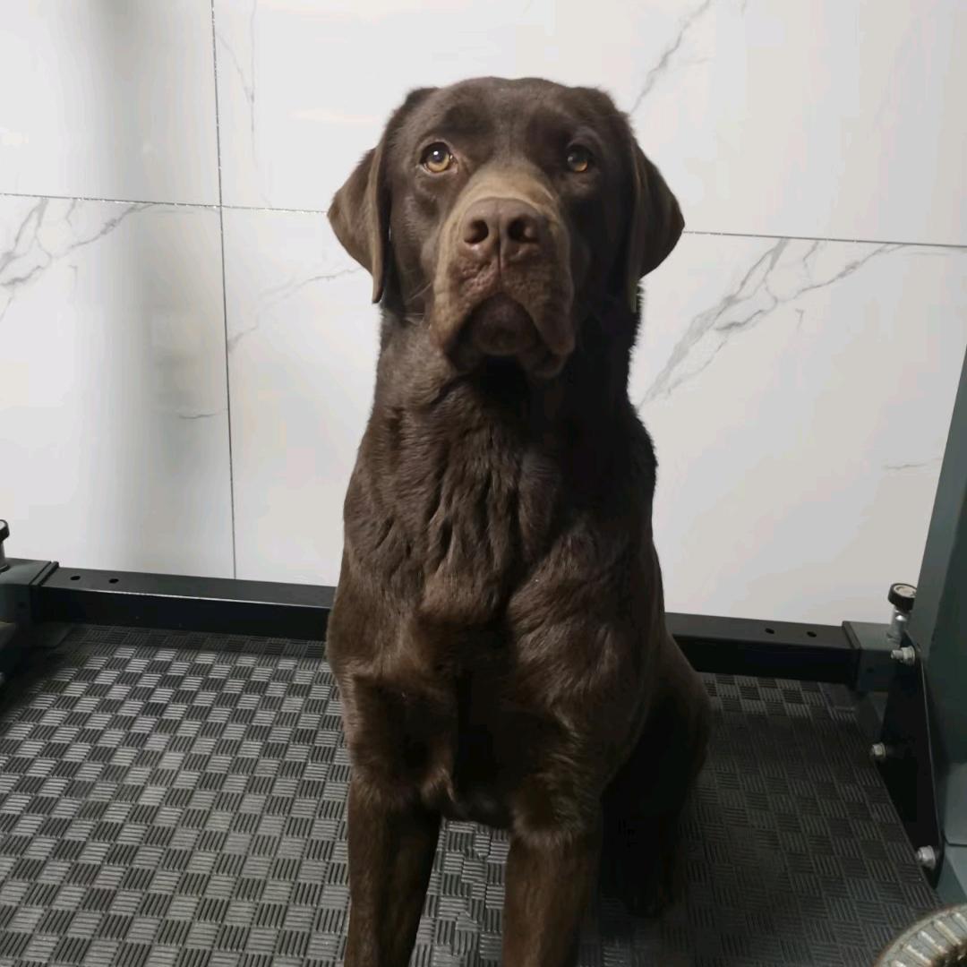 杨林红训犬（招学徒）