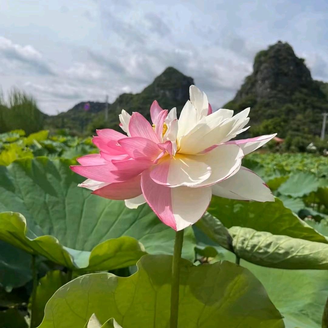春燕