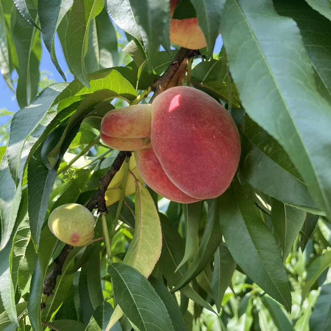 哪吒仙桃园七星山三嫂