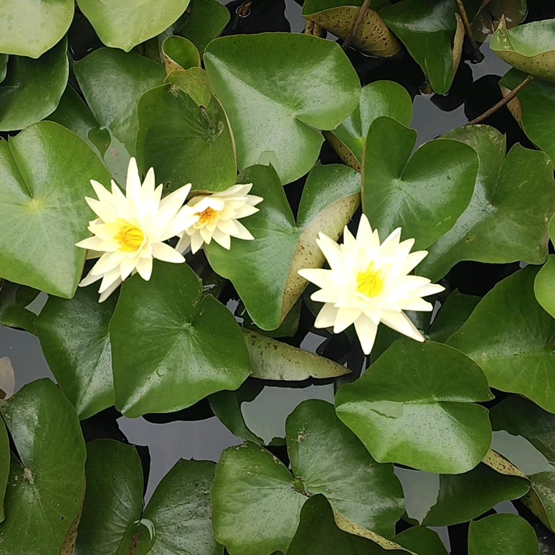 春风不识字，何必乱翻书