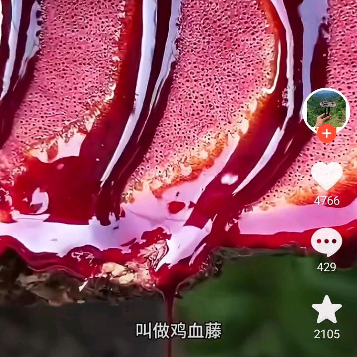 小蒋贵州中草2
