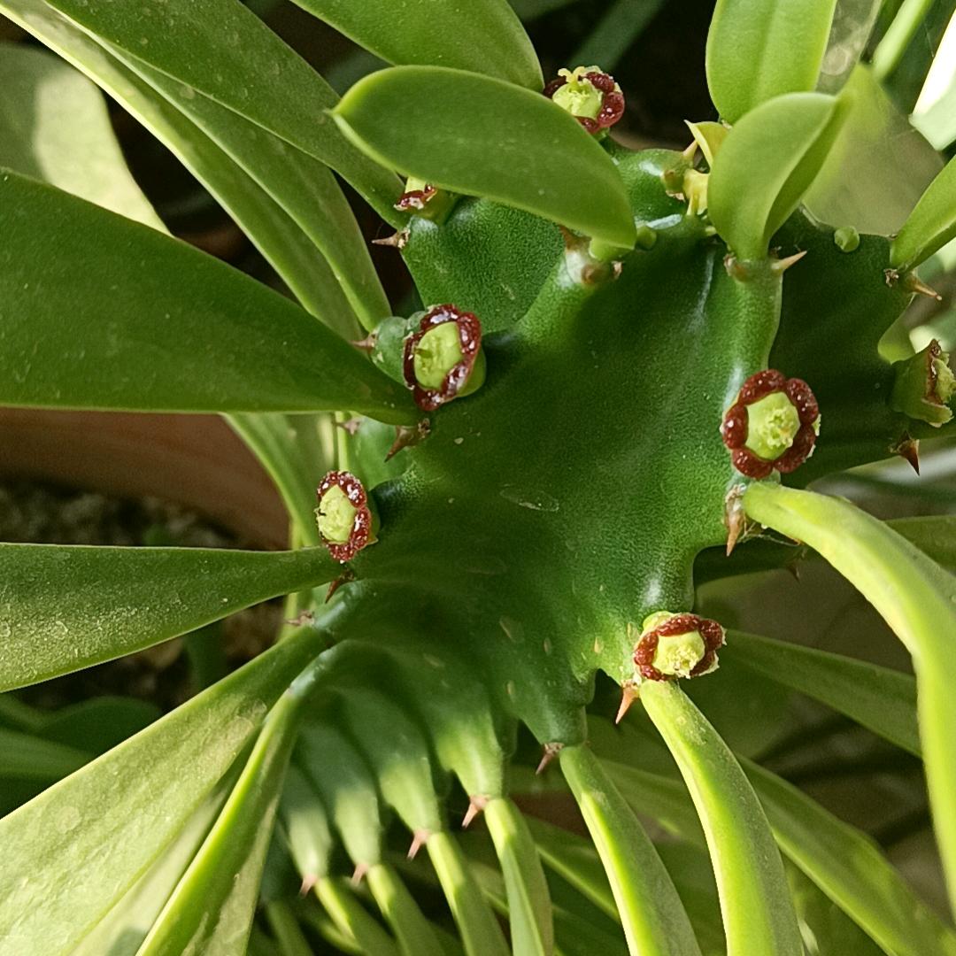 青衣沾雨醉红尘