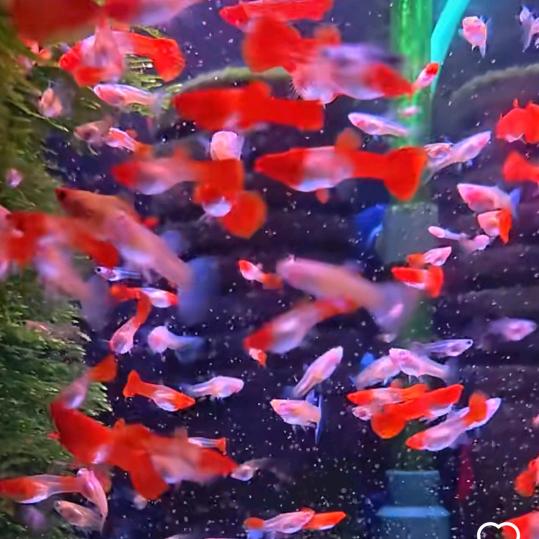 萌宠集结号&养孔雀鱼的每一天