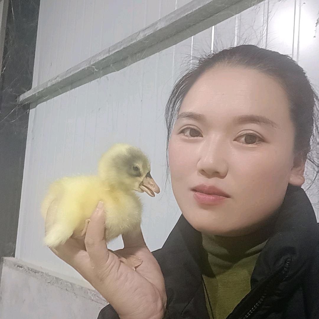 天歌鹅业《葛楚文》