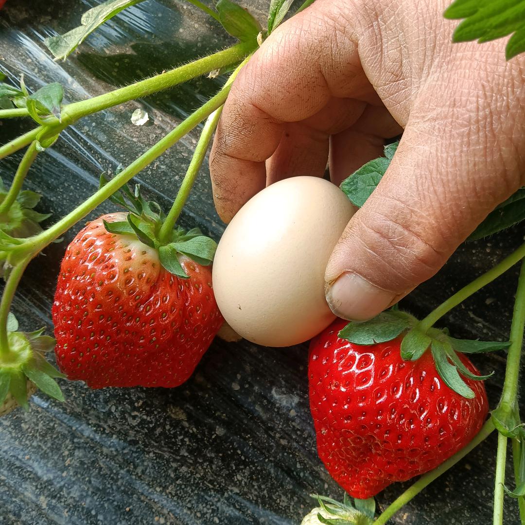 东南京草莓采摘园《 努力》