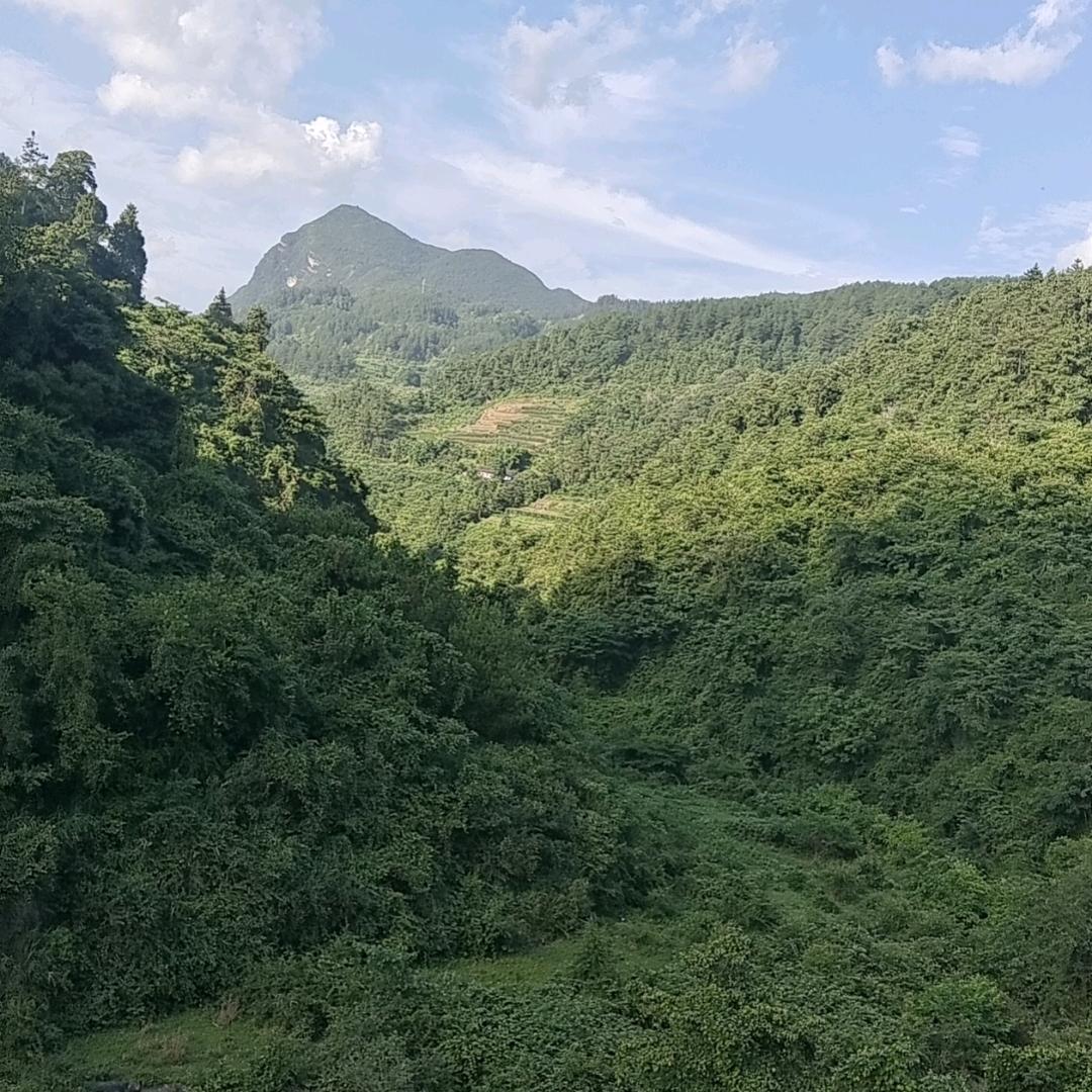 王🌹三🌹妹🌹