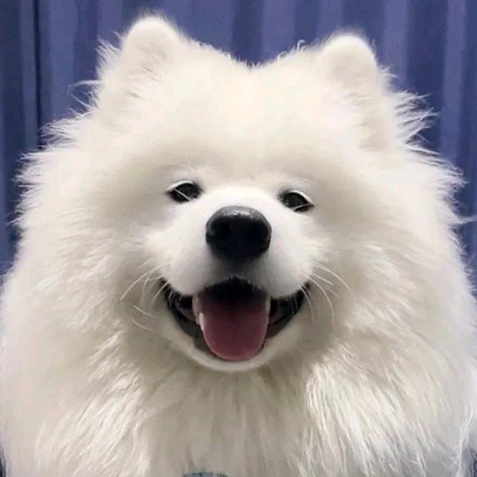 翎枫