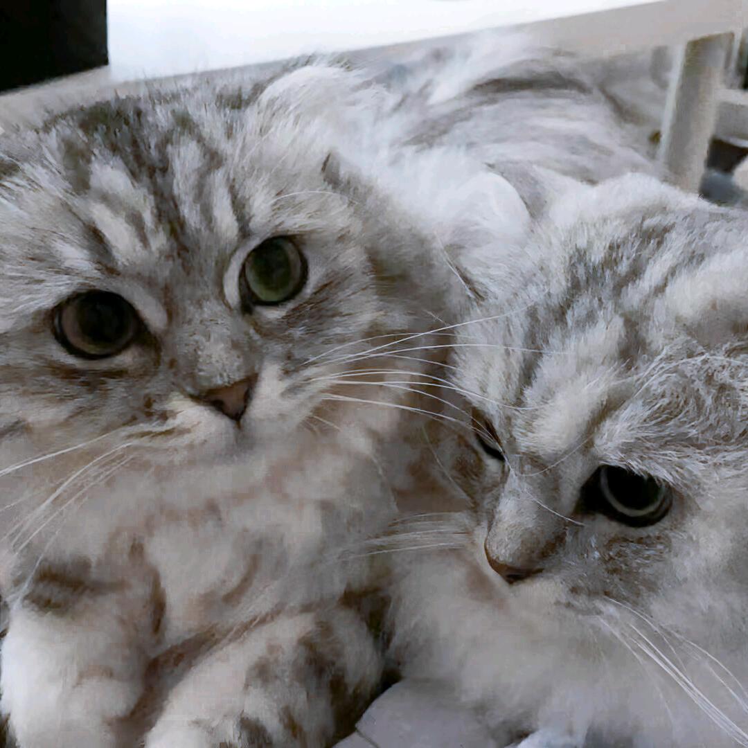 大大小小的精神家属