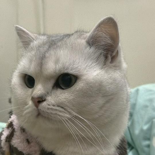 张十七是只喵🐱