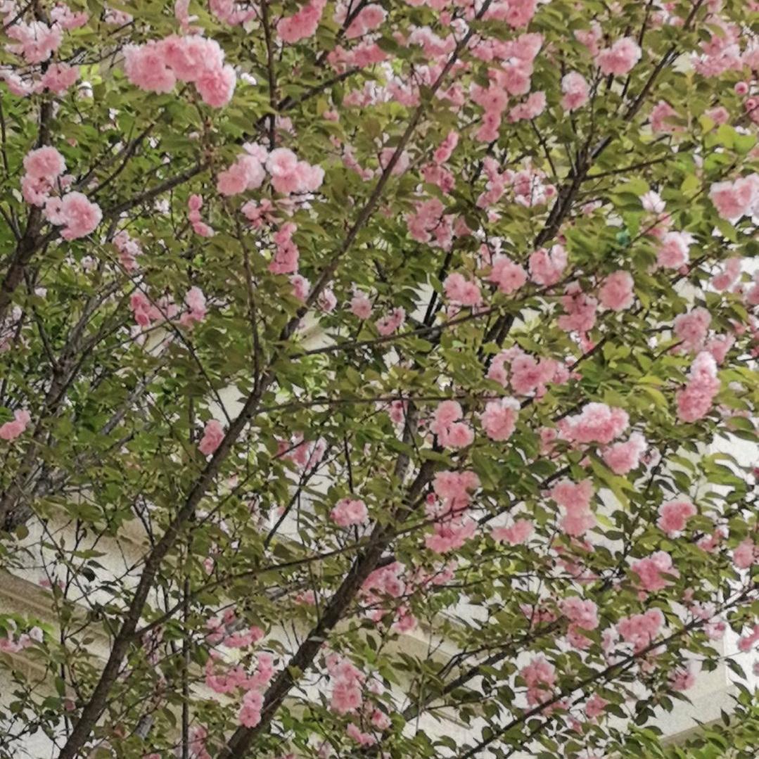 燚犇