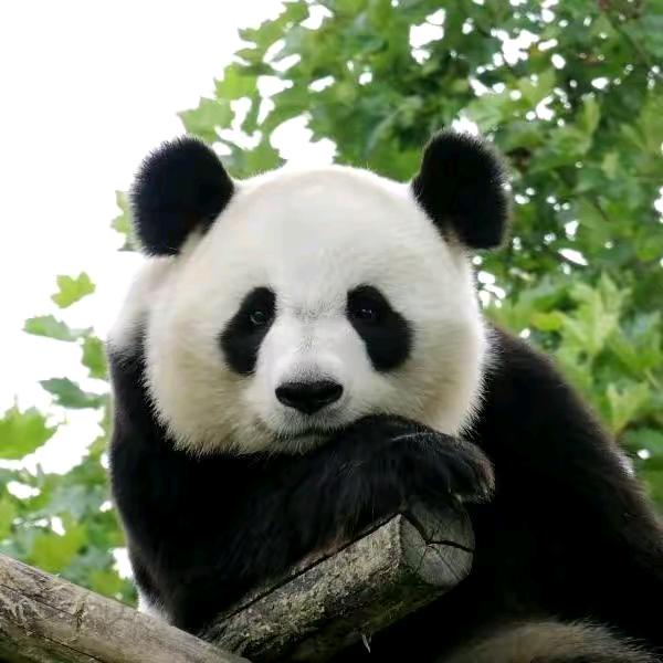 😙骑着毛驴去拉萨😙