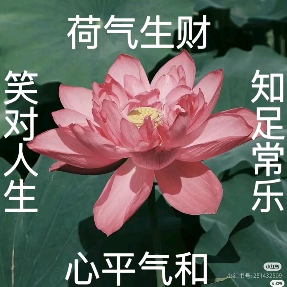 富贵花开