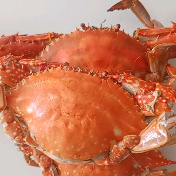 F赤诚待天下