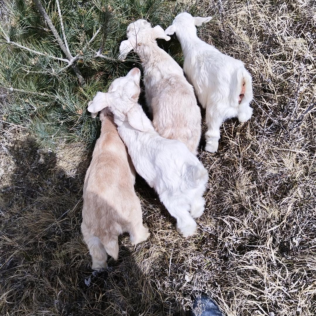 买羊放羊草原之夜