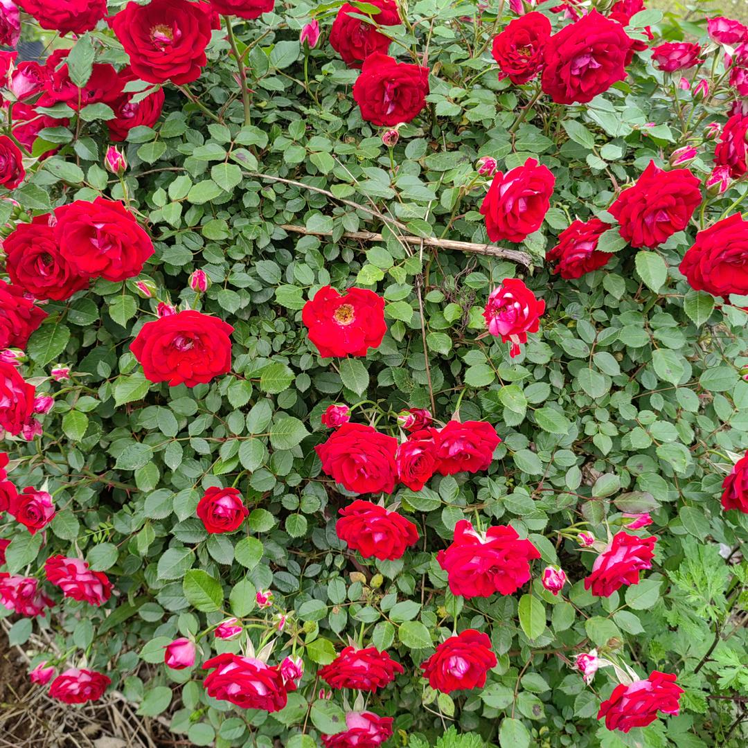 🌿往🌴后🌲余☔️生