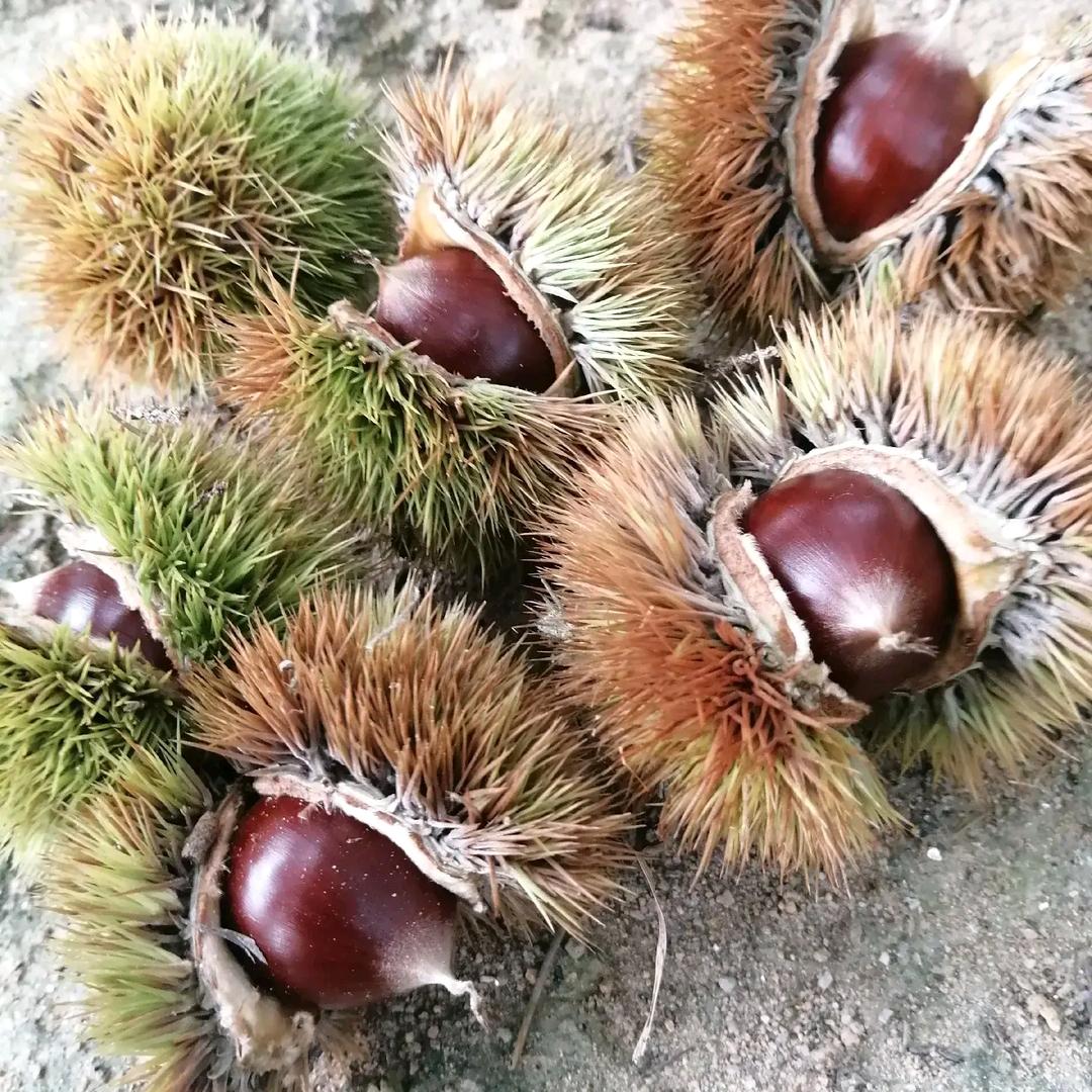 顺阳红锥栗名扬天下