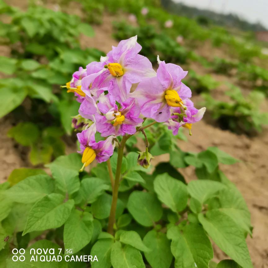 广广的筲箕竹编