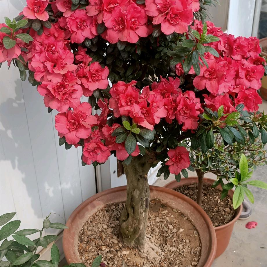 曹英军开心快乐