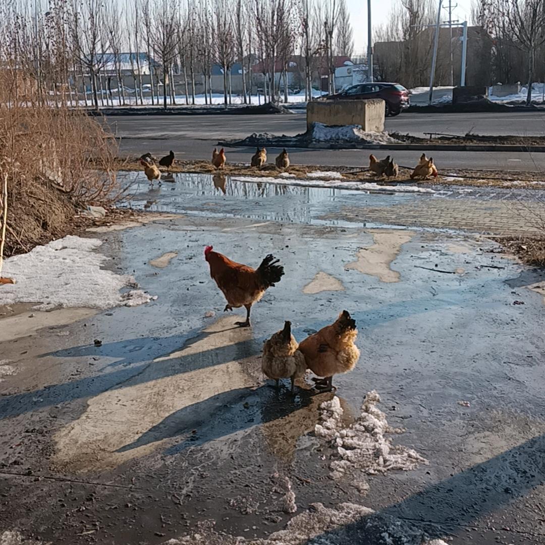 凤凰人家生态养殖种殖基地