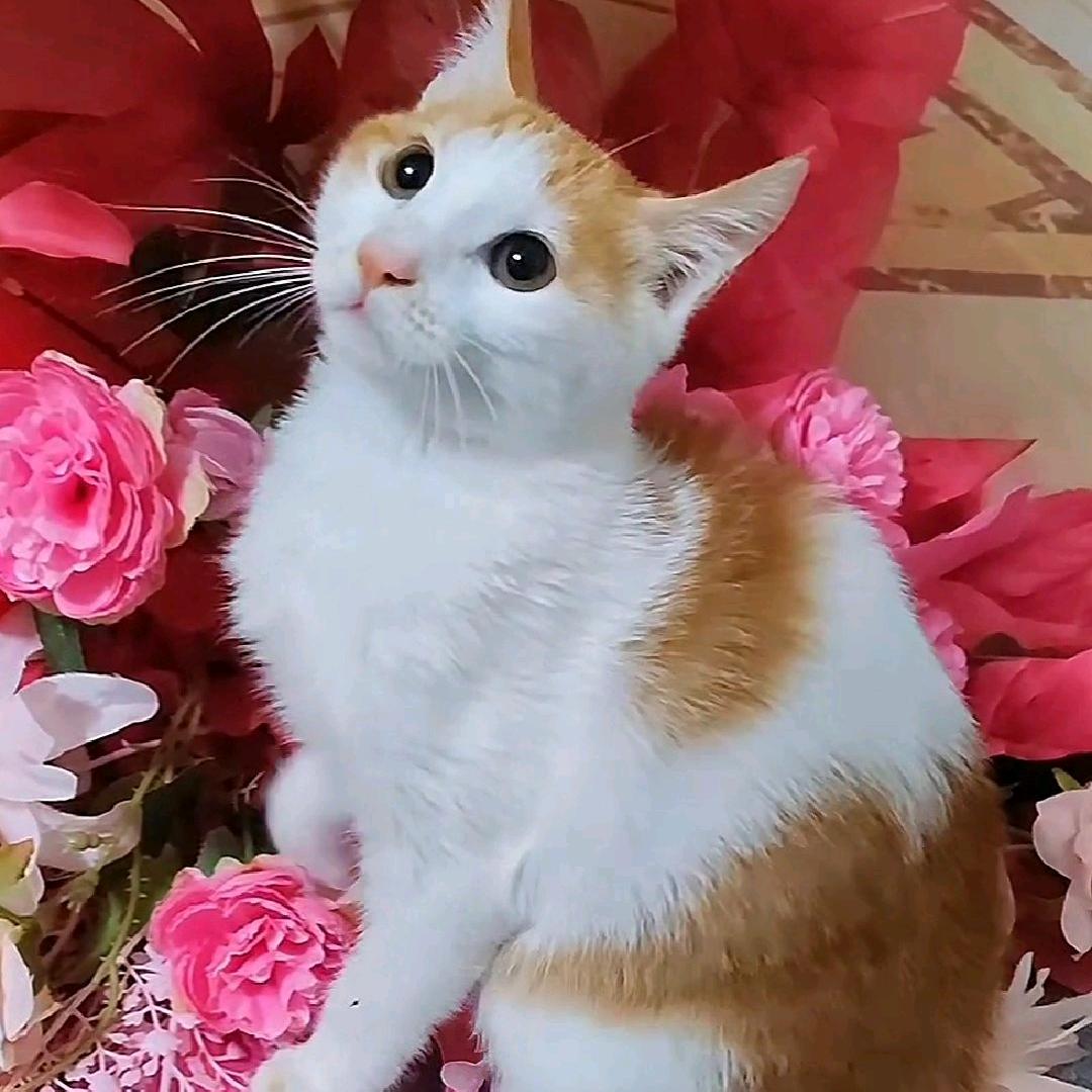 元宝布叮的宝藏日记