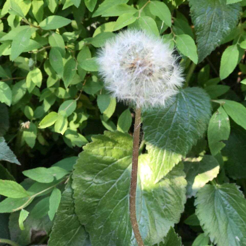 苏曼青依