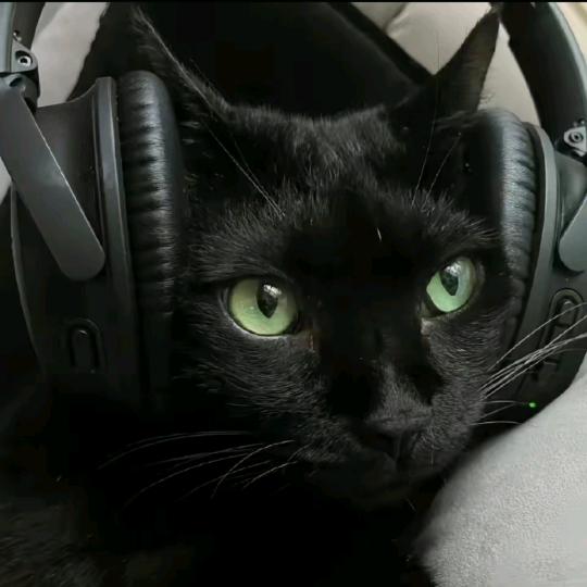猛蓄不出