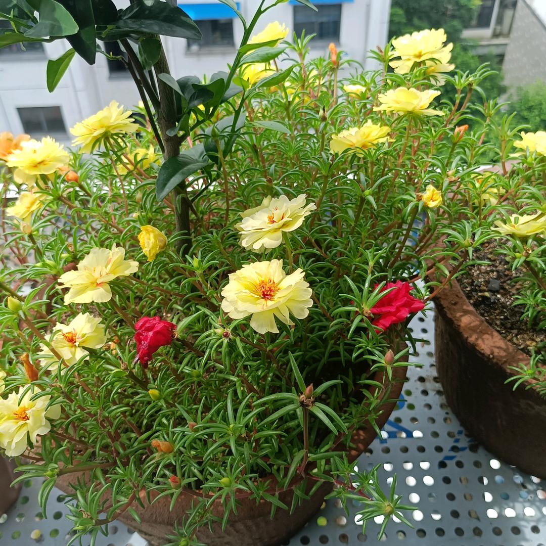 开❤️快乐🌹《请勿连赞》