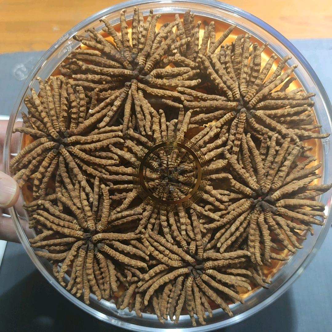雪域宝冬虫夏草