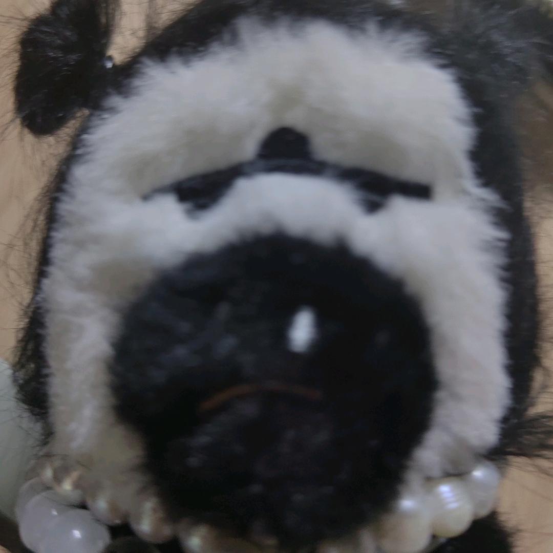 美丽小母猴
