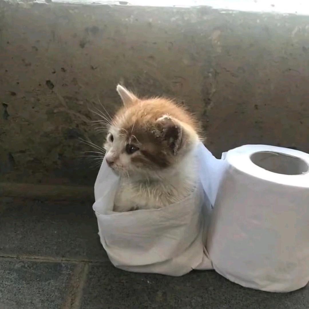 柴柴