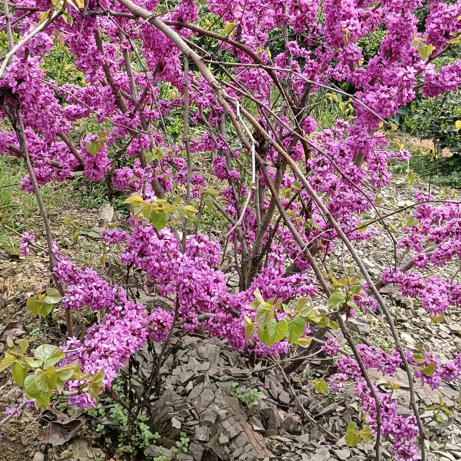 黄代河