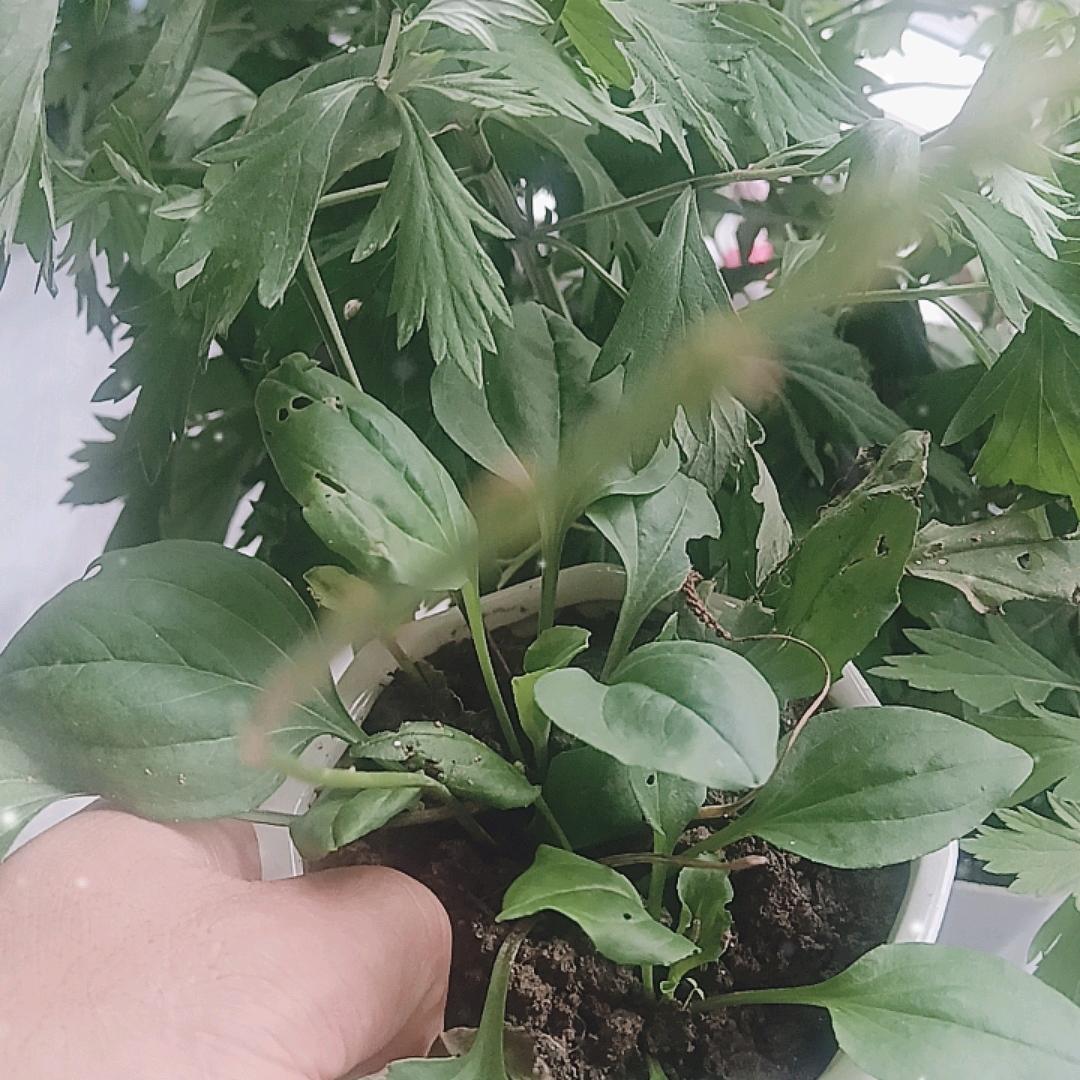 百草说